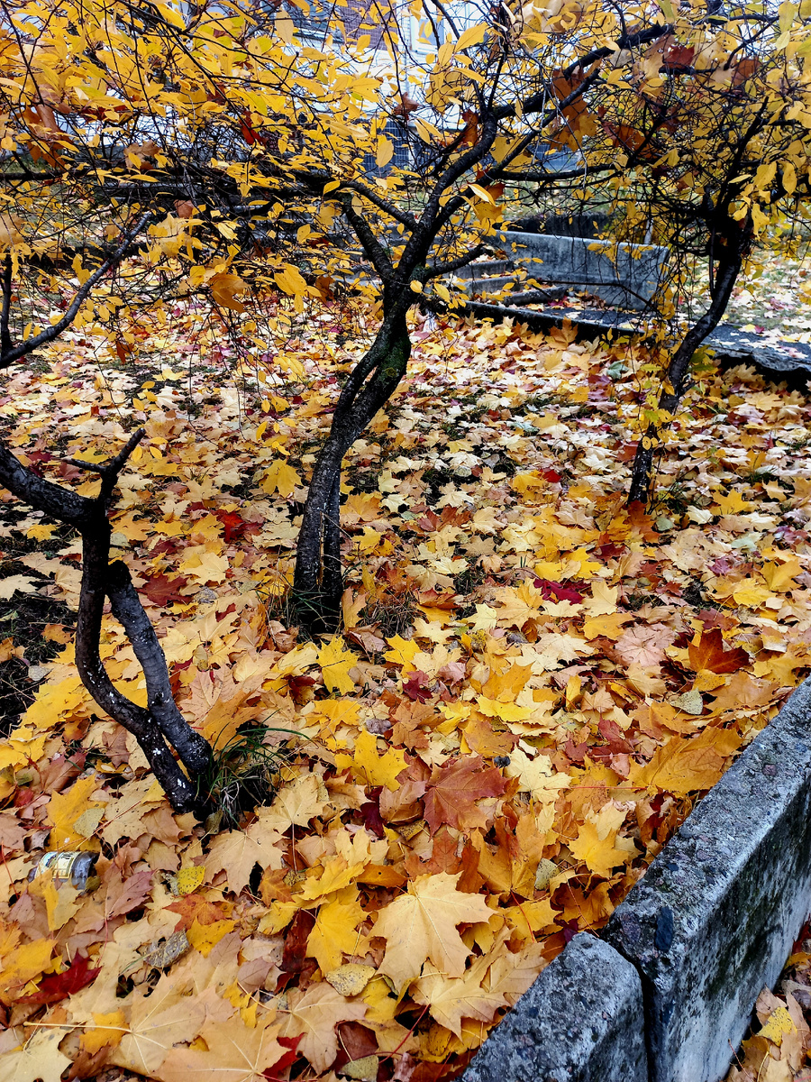 Фото автора. Осенний ковёр.