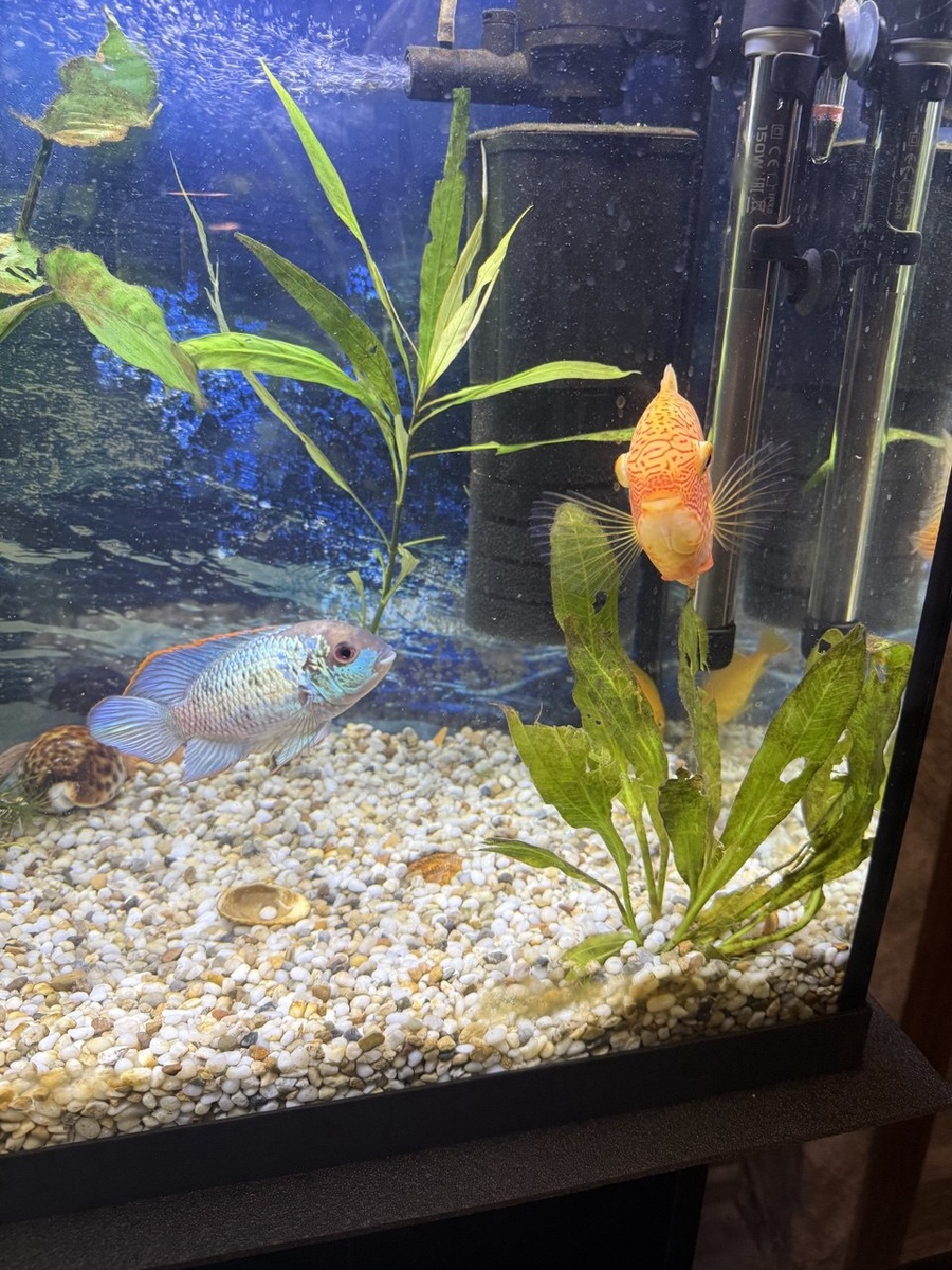 "Очень приятно, царь." (с.) х/ф "Иван Васильевич меняет профессию"