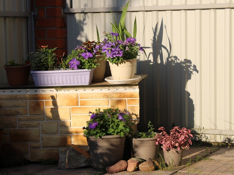 Циннии пока только начинают выпускать бутоны. Начало июля. Подмосковье