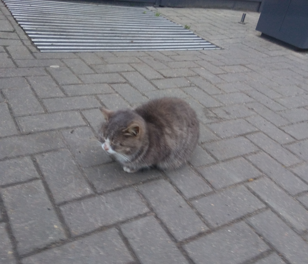 Кошка у входа на заправку