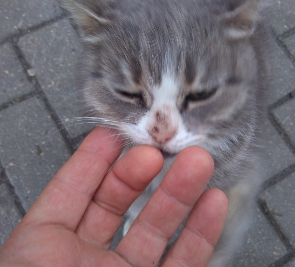 Сразу подошла и стала мурчать...