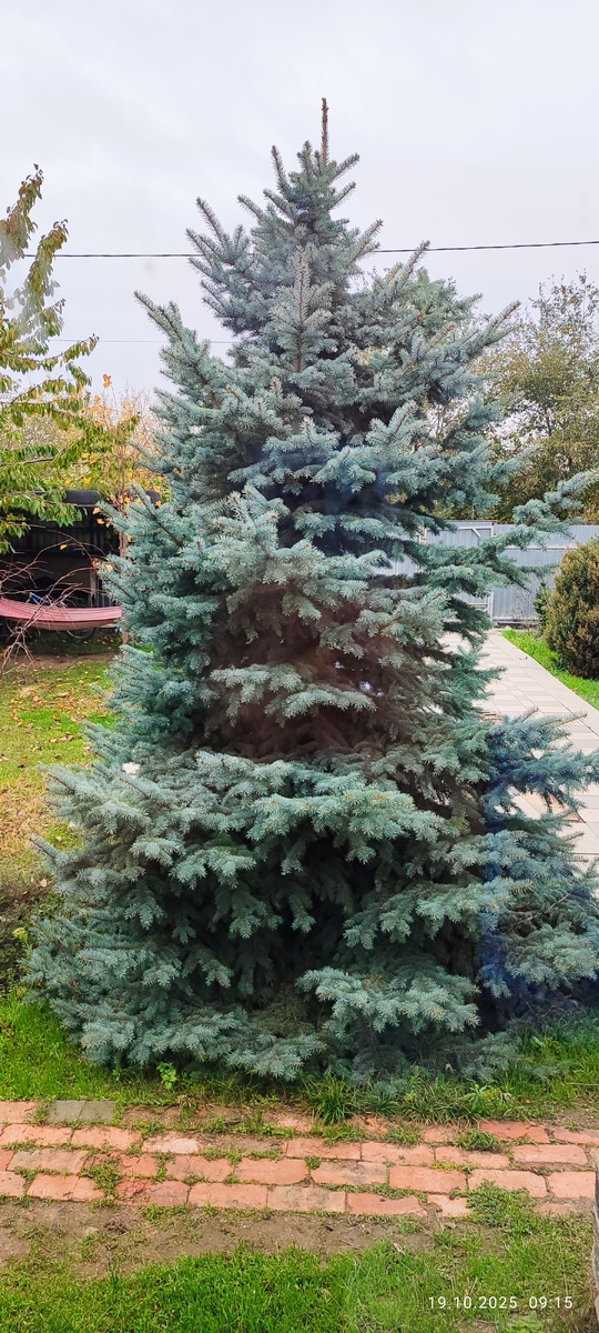 А это <<маленькая>> голубая ель в нашем частном дворе 🙂