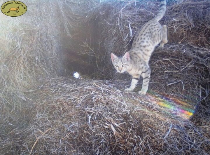 Два редких диких кота попали в фотоловушку в Астраханском заповеднике, хотя второго кота на видео обнаружить непросто