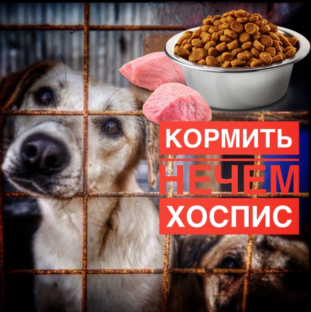 За пределами приюта им попросту НЕ выжить и дня! Слепые, на трех лапках, ну как?!