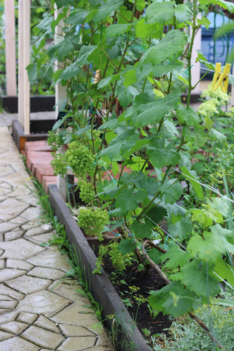 Обрезаем после сбрасывания листьев и одревеснения лозы.