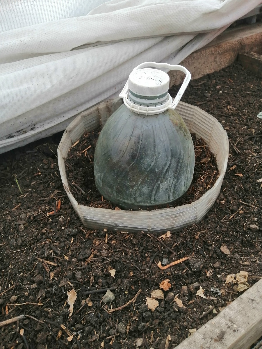 Важно проветривать, не допускать запревания. 