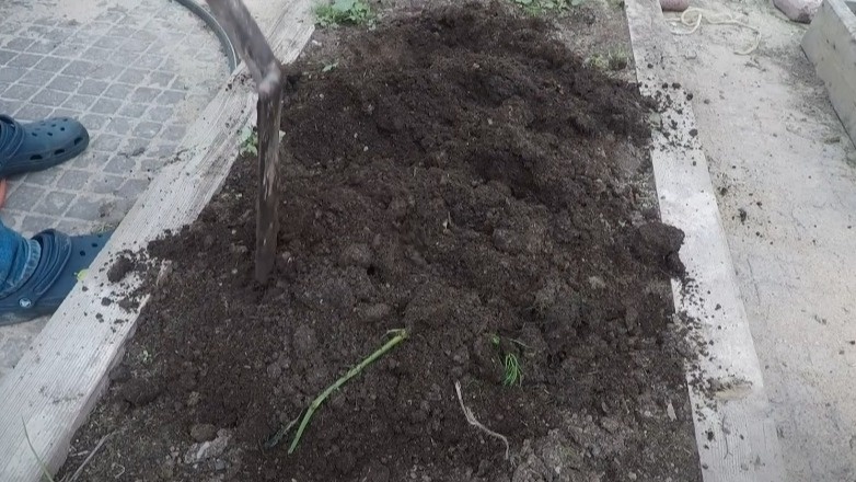 Скашиваю осенние сидераты в 3 этапа. Грунт весной мягче масла