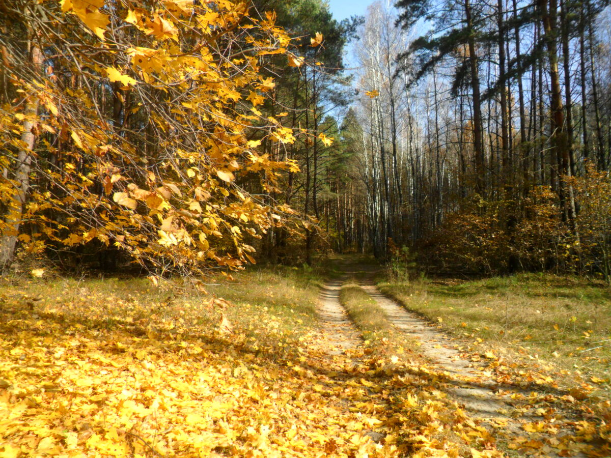 Как такое не любить? Фото автора.