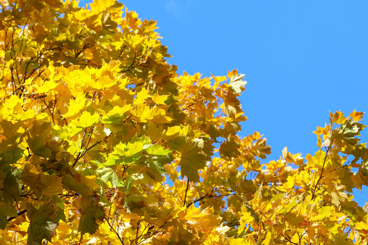 Олег Золото/«Вечерний Санкт-Петербург»
