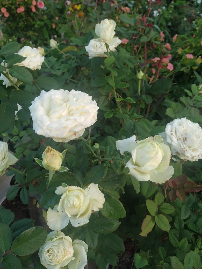 Фото 1,2 - моя роза Анастасия. Фото 3- цветок с веснушками, который расцвел на розе Анастасия. Фото автора