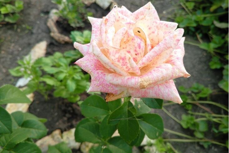 Фото 1 - цветок на розе Анастасия, который расцвёл на розе подписчицы Татьяны. Фото подписчицы Татьяны 