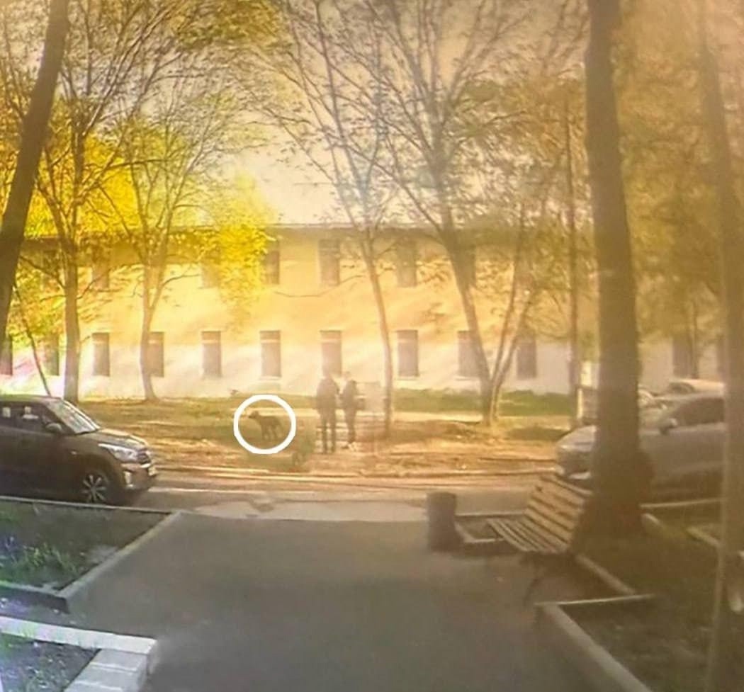 Фото из интернета, скриншот с камеры наблюдения.