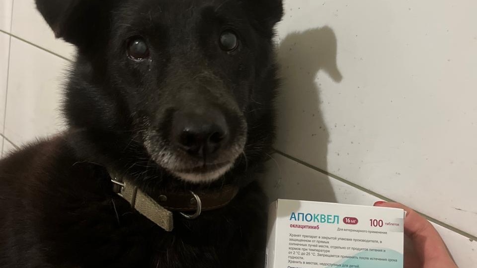 🐾 Лой — всё ещё идёт сбор на жизненно важное лекарство! Осталось собрать 16 000 руб.