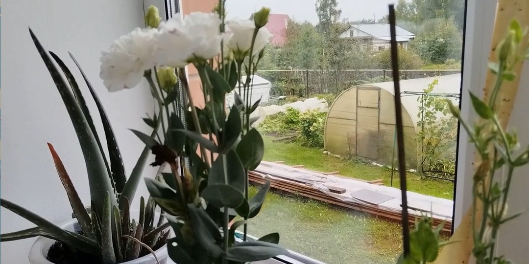 Выращивание эустомы из своих семян.