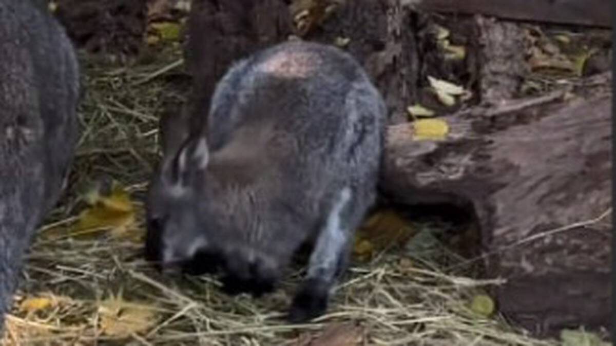    Фото: Скриншот видео / Московский зоопарк / Telegram