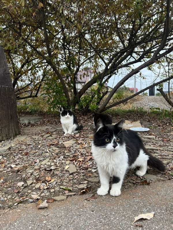 Удивительно чистые котята для улицы. Фото из архива автора