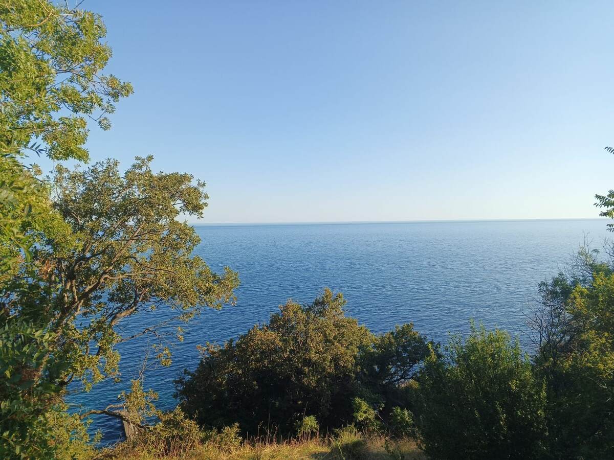 фото: канал Дед Боровик