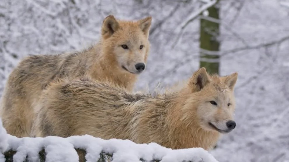 Фото: Волки— главные стратеги и тактики тундры