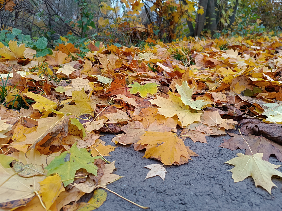 Люблю опавшую кленовую листву 🤗