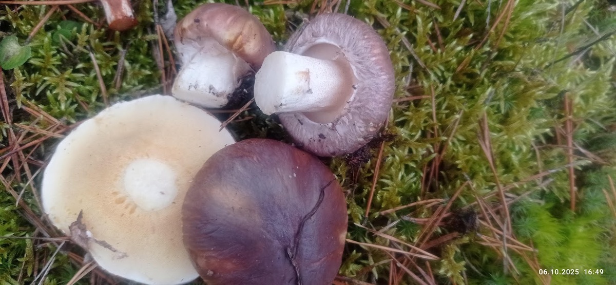 ПЕРВЫЕ,САМЫЕ ДОЛГОЖДАННЫЕ