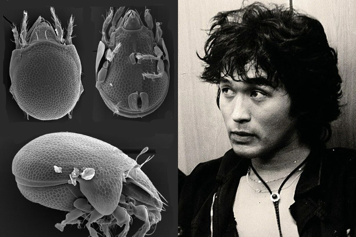 Слева: клещ Trachyoribates viktortsoii, справа: Виктор Цой