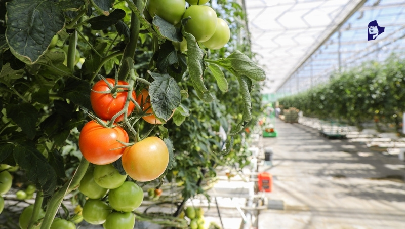    На территории лагеря планируют построить теплицу Фото: Дмитрий Ахмадуллин / / ИА «Победа26»