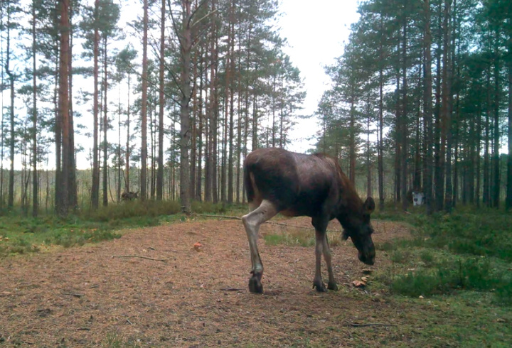 фото: Каждой твари по паре / Павел Глазков