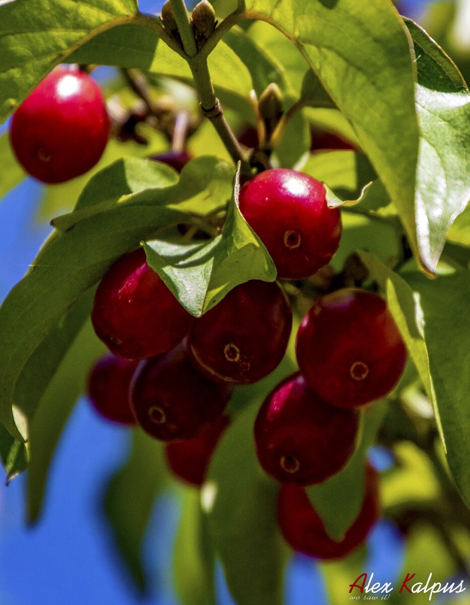 Спелый кизил в ближних лесах Тбилиси. 