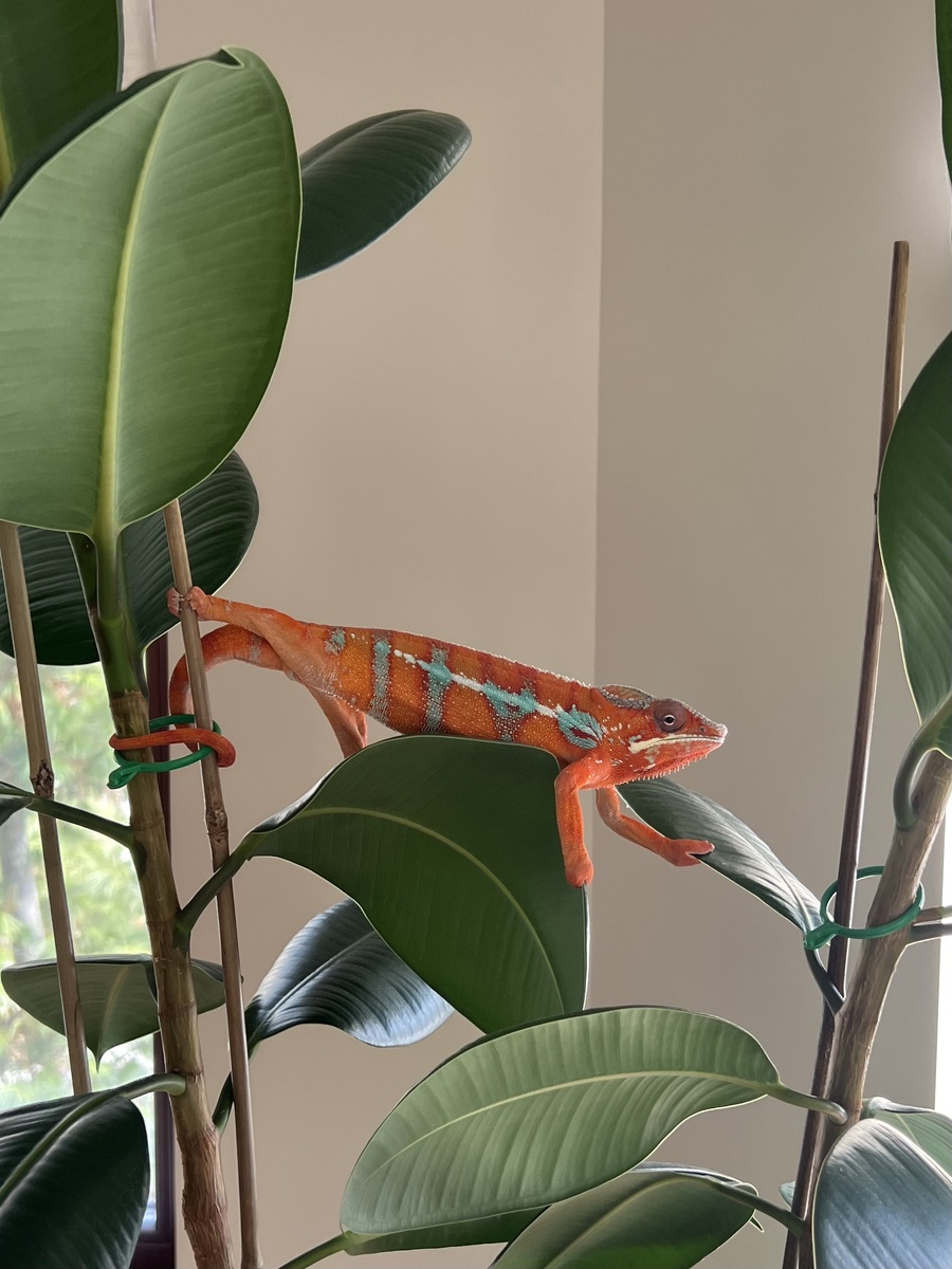 Хамелеон Пикачу