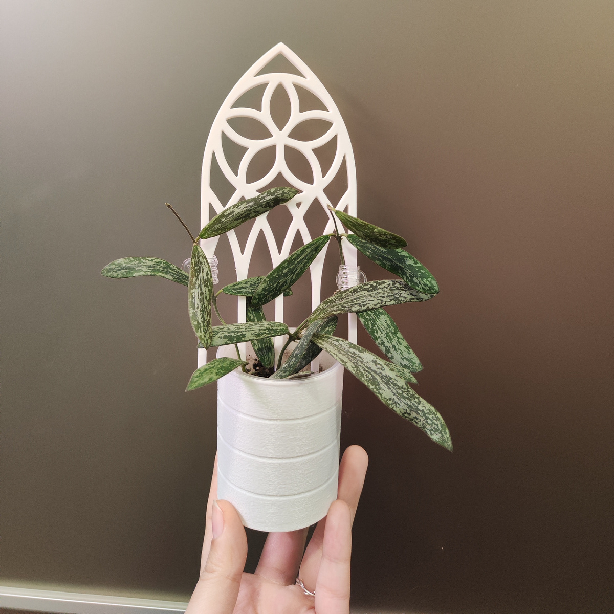 Хойя Сигилатис в кашпо "Колодец" с опорой "Витраж"