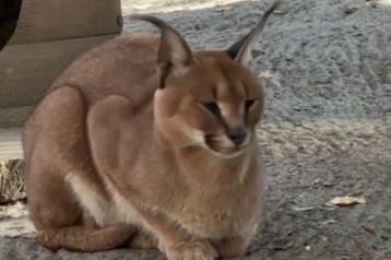    Фото: Новосибирский зоопарк