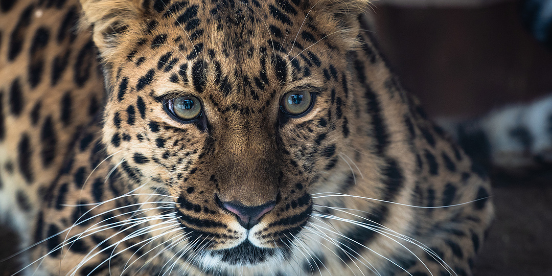 Дальневосточный леопард: жизнь на грани исчезновения