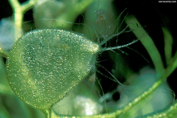 Ловушка Пузырчатки