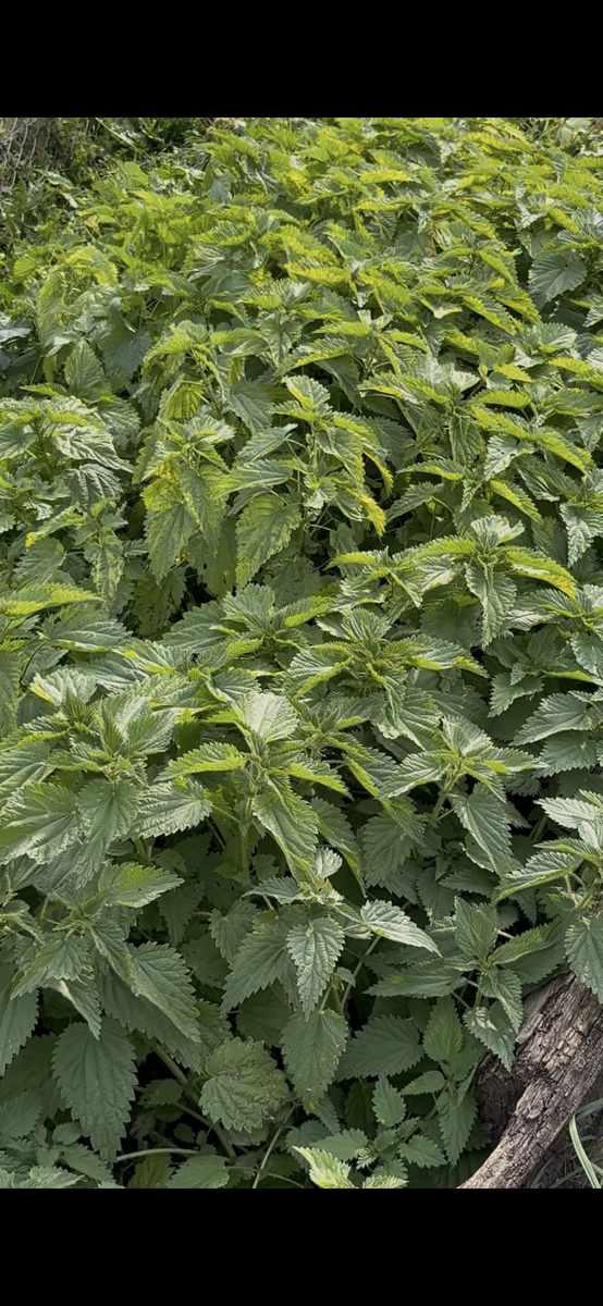 Всемогущая крапива 🔥