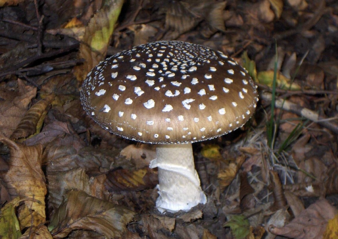    Пантерный мухомор считается самым ядовитым в своем роде