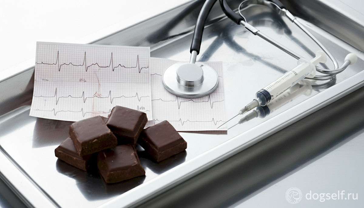 Не просто лакомство. 💔 Шоколад – серьёзный удар по сердцу и нервной системе собаки | Изображение: DogSelf