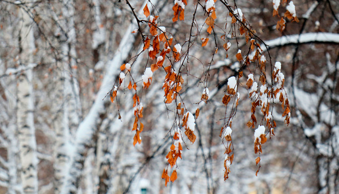 20 октября празднуется Сергей Зимний. В старину говорили, что «Сергей зиму начинает». Фото: Артем Шершнев, 1MI