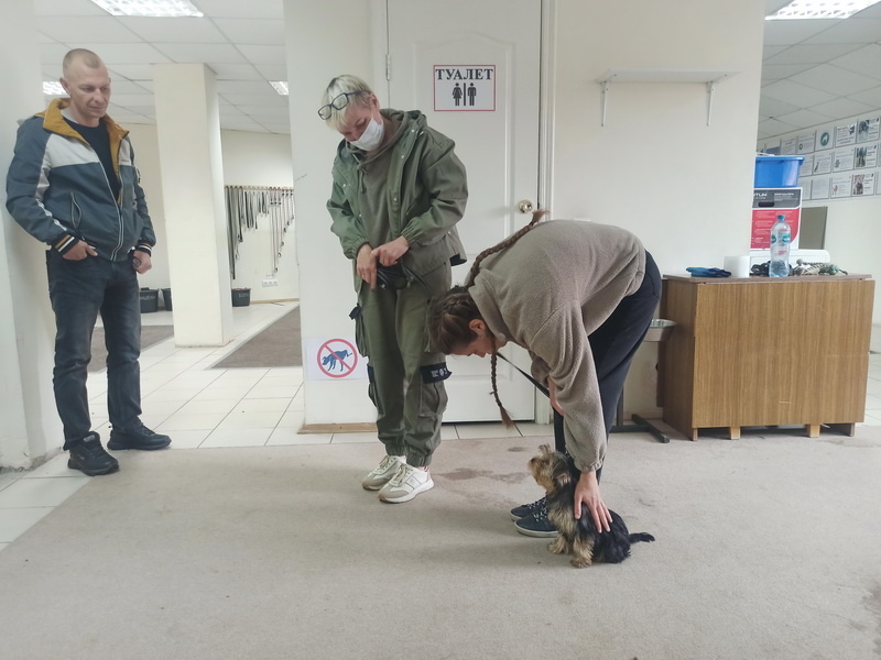 Йоркширский терьер Степа. Индивидуальное занятие по дрессировке (послушание). Тольятти, 28 сентября 2025.