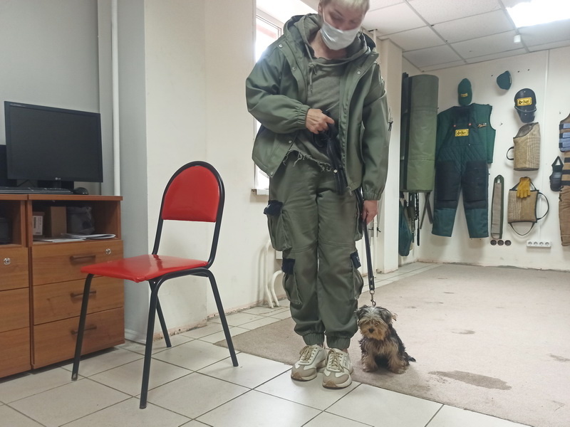 Йоркширский терьер Степа. Индивидуальное занятие по дрессировке (послушание). Тольятти, 28 сентября 2025.