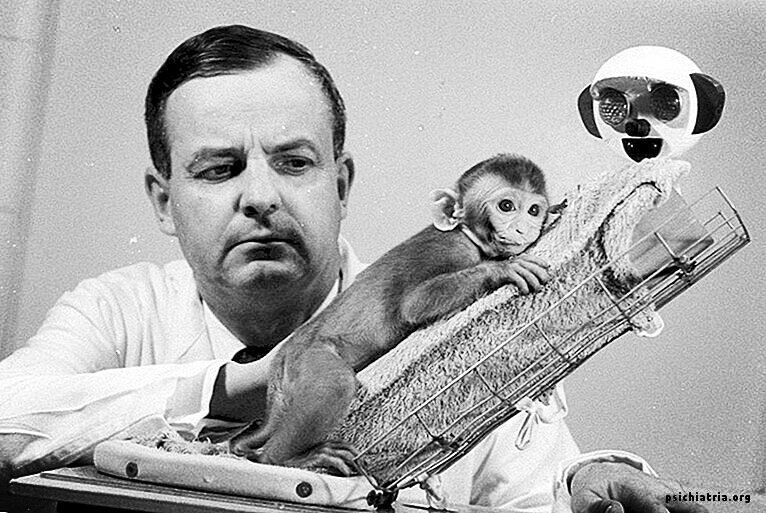 Профессором Висконсинского университета Гарри Харлоу за работой