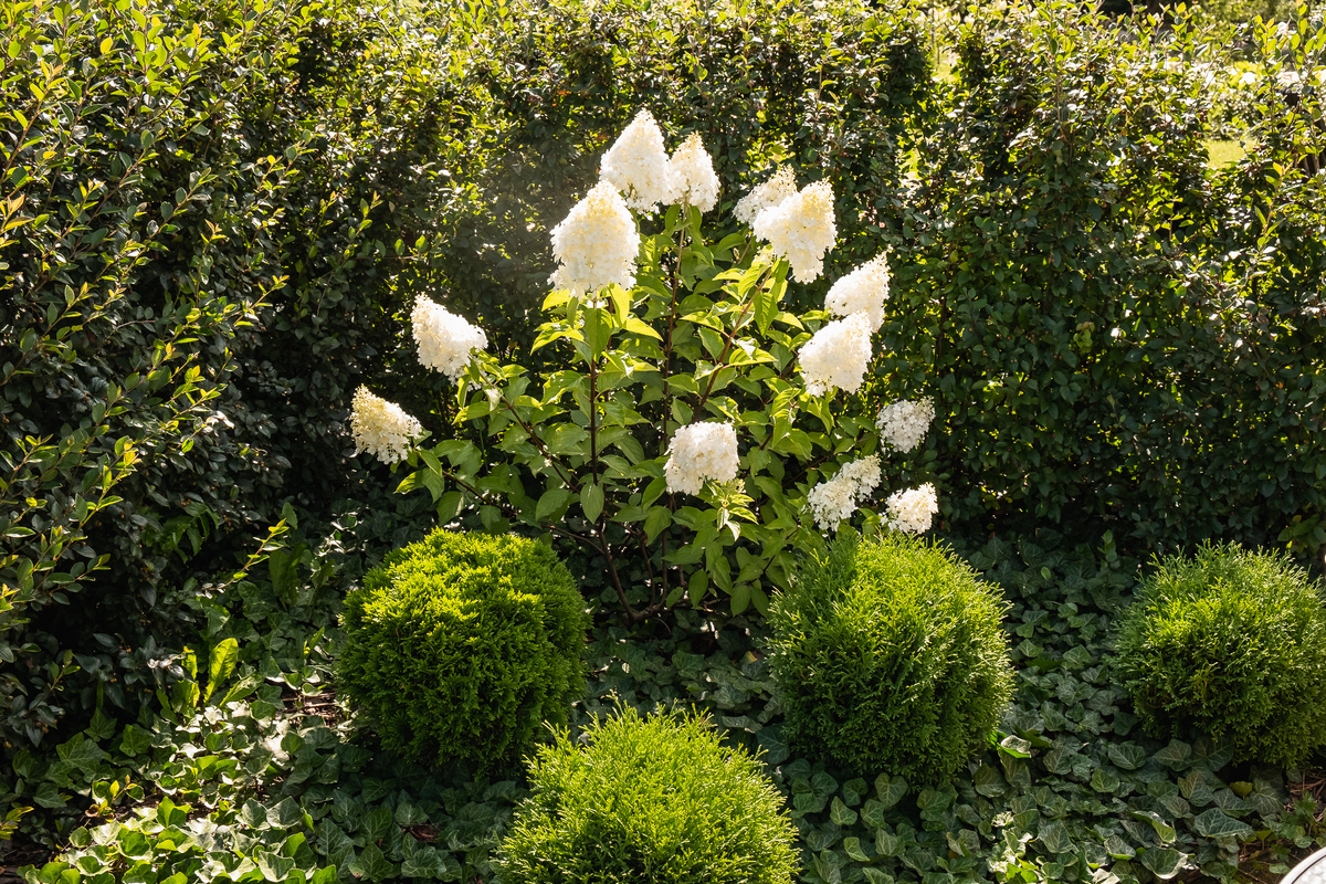 На этой мульче у меня с удовольствием ползают почвопокровные растения, укрывая собой дополнительно почву и укрывая ее от перегрева