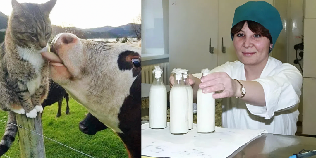 «27 лет работаю на молочном заводе»: Разоблачаю правду о молоке и твороге, которую не покажут по ТВ (корова подтвердит)
