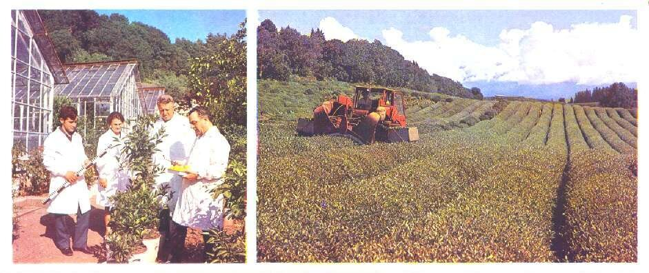 Грузия при СССР / Фото: https://dzen.ru/a/ZmsBkKxQ5z7sVLck