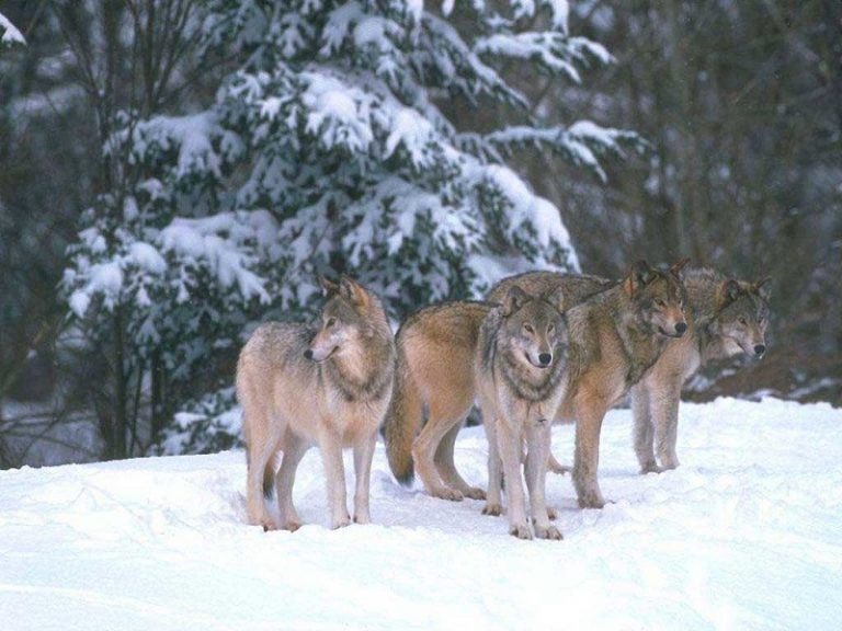 Молодые волки