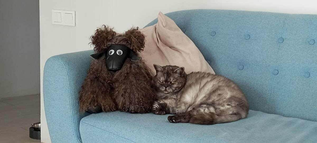 Две овцы🤣🤣🤣