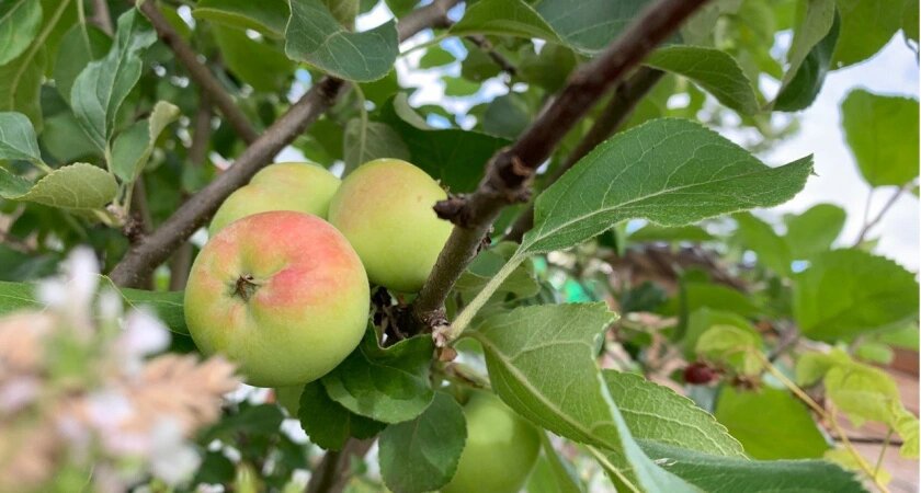    Три надреза осенью – и яблоня полностью спасена: собираю урожай мешками – и молодняк сажать не нужно