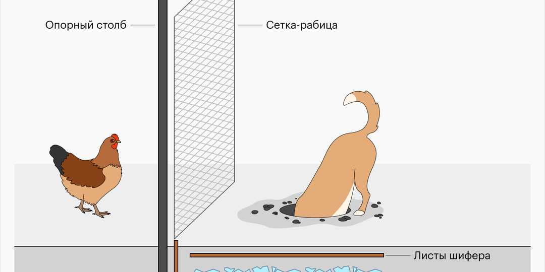 🚑 Эффективные способы защиты кур от хищников