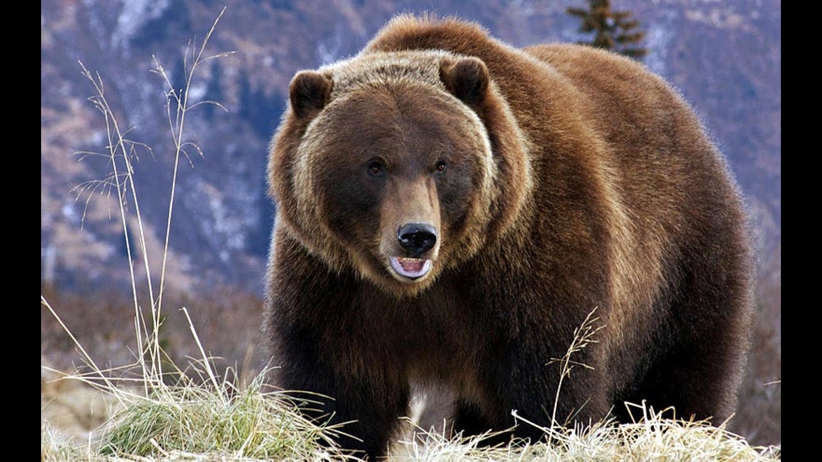 Русский медведь