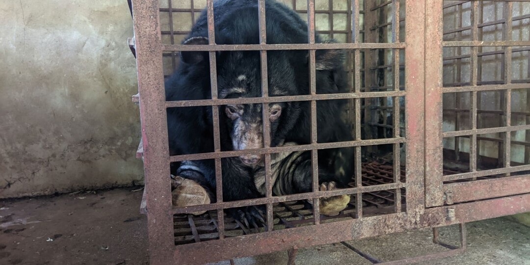 Их держат в клетках и заживо ВЫКАЧИВАЮТ ЖЕЛЧЬ: вот почему