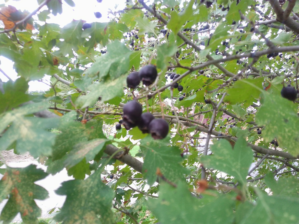 Фиолетовые ягоды у моего боярышника